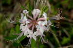 Mountain azalea